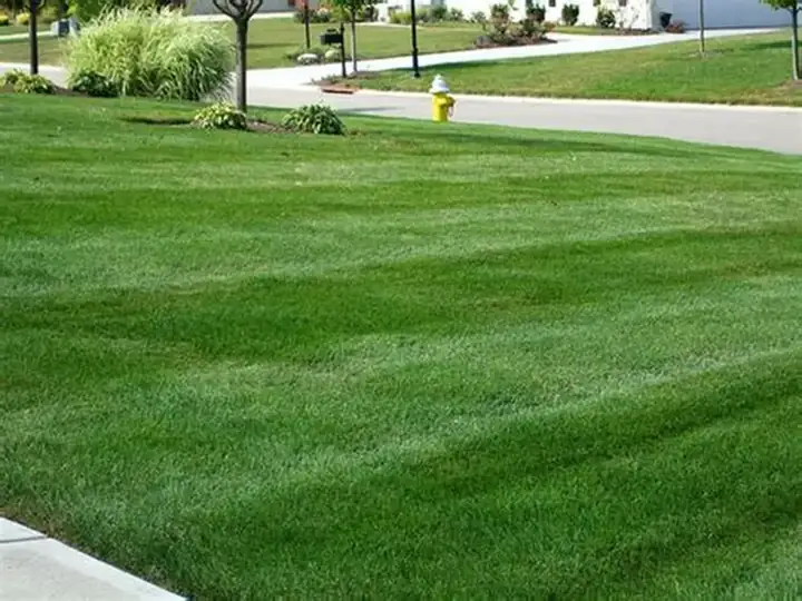 Lawn Maintenance in Halifax, NS